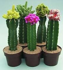 La fertilización de los cactus es tan importante como el riego, nutrir un cactus para, lograr floraciones excelentes o para acelerar el crecimiento, es una. Sign In Cactus Y Suculentas Suculentas Plantas