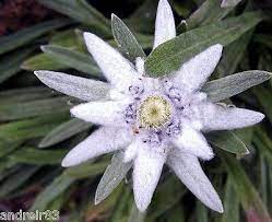 Pin On Flori