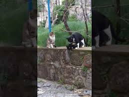 Gigantic Cat Forcibly Abducts Little Kitten Youtube