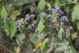 Image result for Eranthemum pulchellum