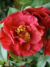 Image result for Camellia japonica