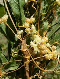 Image result for Cuscuta australis