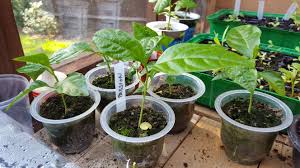 Its inedible shell can be purple or yellow in colour. How To Grow Passion Fruit From Seed A Complete Step By Step Guide Steemit