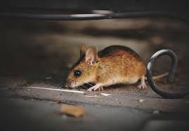 Cook pest control has different rates for each pest type. Ultimate Guide Exterminating Dallas Texas Rats Diy Steps