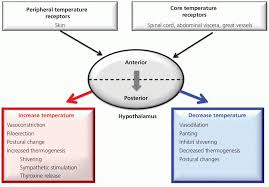 Image result for Temperature Regulation