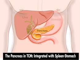 Image result for pancreas location