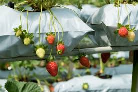 Maybe you would like to learn more about one of these? Comment Cultiver Des Fraises Sur Son Balcon Zoom Sur 6 Conseils
