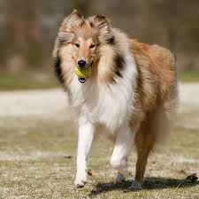 15 Dog Breeds That Live The Longest In 2020 Collie Breeds Dog Facts Dogs