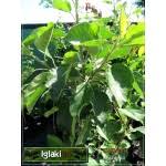 Image result for prunus domestica renkloda althana