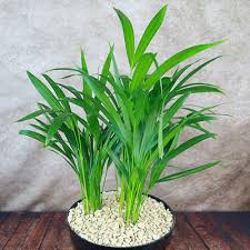Image result for Dypsis lutescens