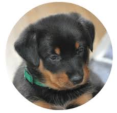 Find the perfect dog breeder and puppy at next day pets. Feu Du Bonheur Beauceron Kennel