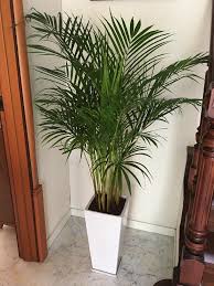 アレカヤシの育て方 水やりや植え替え 剪定の仕方は Greensnap グリーンスナップ