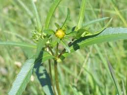 Image result for Bidens kilimandscharica