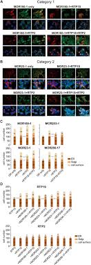 /rtp playername will randomly teleport the given player (assuming you have permission). Receptor Transporting Protein Rtp Family Members Play Divergent Roles In The Functional Expression Of Odorant Receptors
