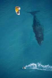 クジラの大きさをわかりやすく伝えた写真 素敵な写真 クールな写真 クジラ
