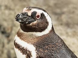 Image result for penguin