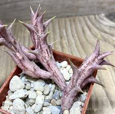 Image result for Orbea dummeri