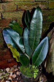 Image result for Elaphoglossum