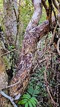 Image result for Terminalia brachystemma