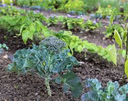 Wie man am besten planen kann. Gemusegartenplanung Landkindleben Gartenblog Vom Landleben