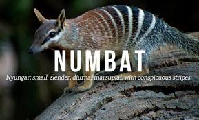 19 Of The Most Beautiful Aboriginal Australian Words Aboriginal Aboriginal Words Australian Slang