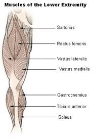 Rectus femoris, vastus medialis, vastus lateralis and vastus intermedius. Seer Training Muscles Of The Lower Extremity