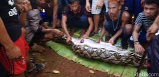 Salah satu jenis ular terbesar di dunia yang sering dijunpai manusia hingga kini adalah ular anaconda hijau dan phyton sanca. Tentang Ular Sanca Yang Telan Wanita Bulat Bulat