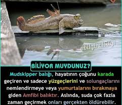 Ilginc Bilgiler Panosundaki Pin