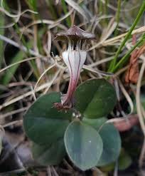Image result for Ceropegia rendallii