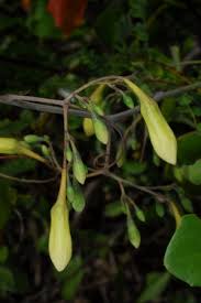 Image result for Adenia rumicifolia
