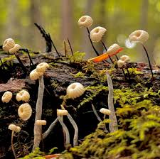 Image result for Marasmius opacus