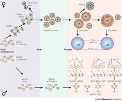 Gametogenesis By Meiosis - Reproductive System - Mcat Content