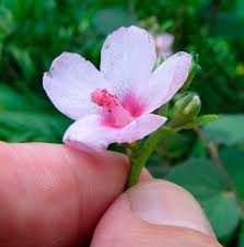 Image result for Urena lobata