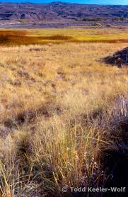 Image result for Sporobolus molleri