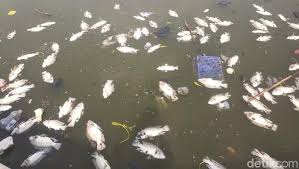 Sekitar enam ton ikan jenis mas siap panen pada keramba jaring apung (kja) danau maninjau, kecamatan tanjung raya, kabupaten agam, mati mendadak. Ikan Ramalan Hijau