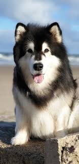  33 Alaskan Malamute Ideas Alaskan Malamute Malamute Alaskan