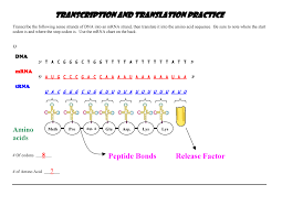 One difference between dna and rna is that rna. Transcription Translation Practice Key Studocu
