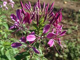 Cleome Or Spider Flower Home Garden Information Center