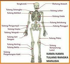 Maybe you would like to learn more about one of these? Saya Ingin Tau Nama Nama Tulang Manusia Dan Fungsinya Brainly Co Id