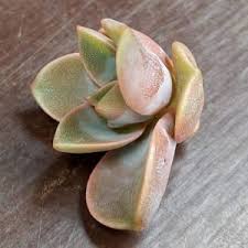 We have many different echeveria cuttings for sale at sunnyplants. Nice Unusual And Rare Echeveria Cuttings For Sale Sunnyplants Com