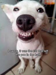 22 Funny Animal Memes And Pictures Of The Day Funnydoglaughter Dog Quotes Funny Funny Animal Pictures Funny Dogs