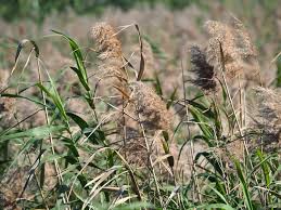 Image result for Phragmites