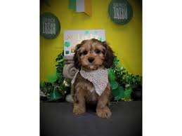 The cavapoo is a hybrid breed created from the cross between the cavalier spaniel and the poodle. Cavapoo Dog Male Sable 2640774 Petland Dallas Tx