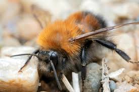 Image result for Bombus hypnorum