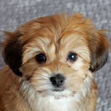 The havanese price varies depending on multiple aspects, but we will tell you that how much do havanese puppies cost on average or what is the havanese puppies price range. Havanese Puppy For Sale Heavenly Puppies