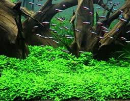 10 best grass for aquariums of june 2021. The Best Low Light Carpet Plants How To Care For Them The Good Algae