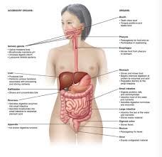 Chapter 14 Digestive System Flashcards Quizlet