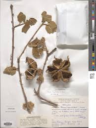 Image result for Sterculia subviolacea