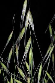 Image result for Grona barbata