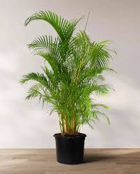 Image result for Dypsis